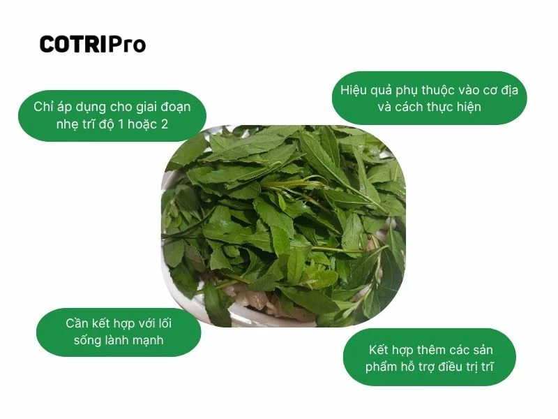 Lưu ý trị trĩ với cúc tần